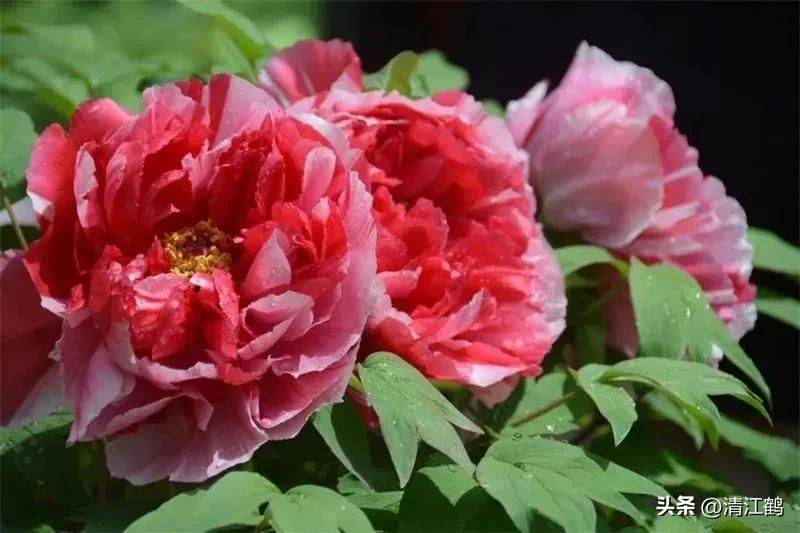 Methods and timing of pharmacological cultivation