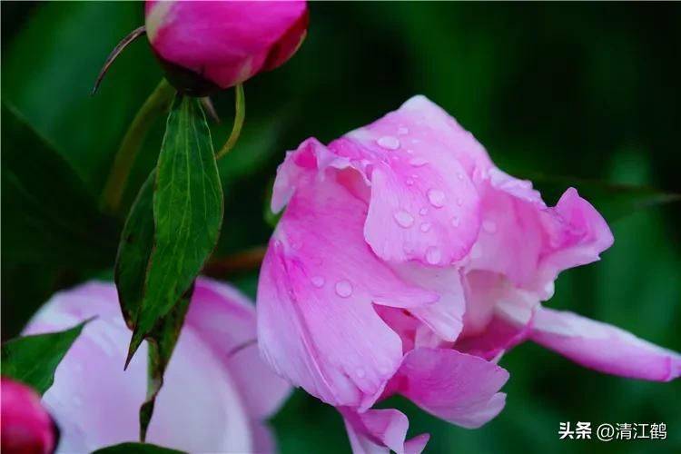 Methods and timing of pharmacological cultivation