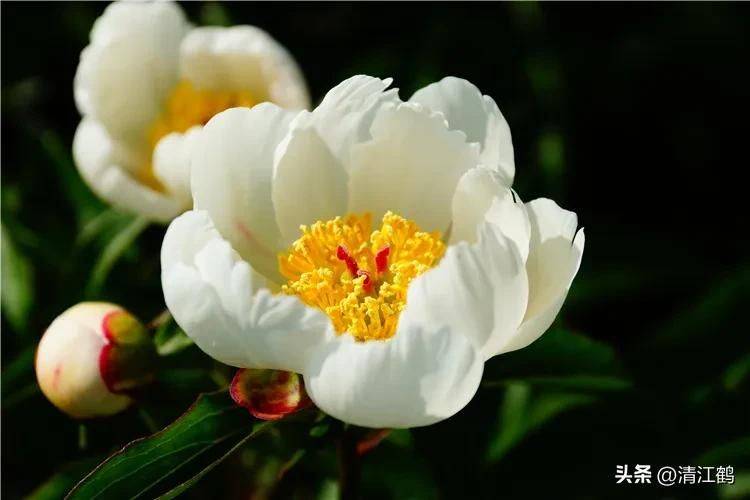 Methods and timing of pharmacological cultivation