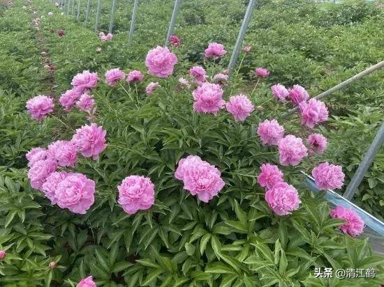 Methods and timing of pharmacological cultivation