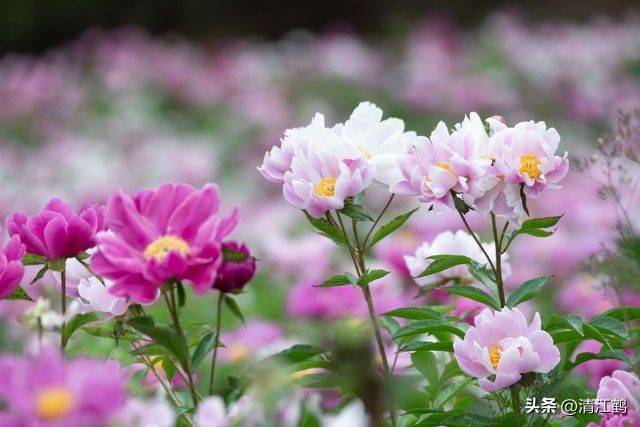 Methods and timing of pharmacological cultivation