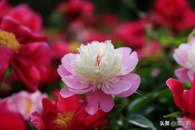 Methods and timing of pharmacological cultivation