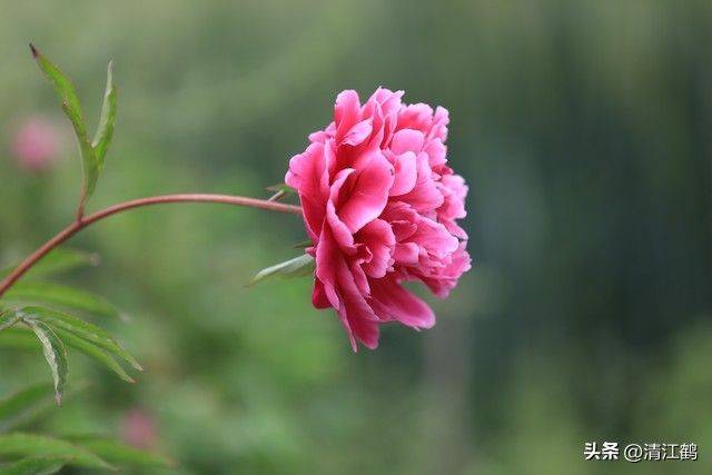 Methods and timing of pharmacological cultivation