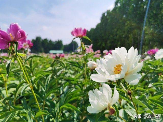 Methods and timing of pharmacological cultivation