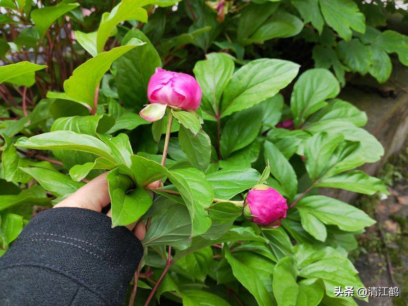 Methods and timing of pharmacological cultivation