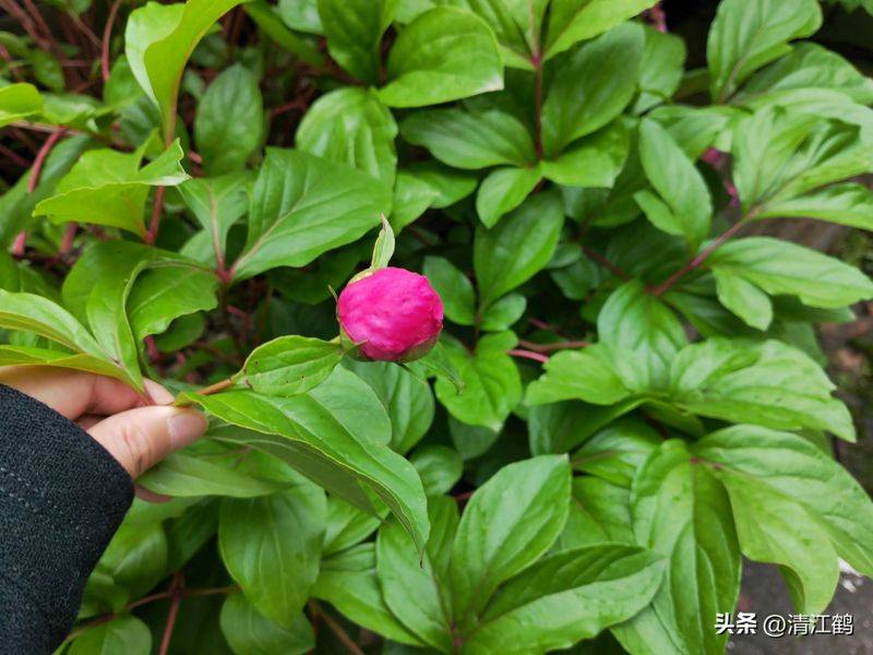 Methods and timing of pharmacological cultivation