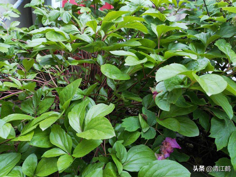 Methods and timing of pharmacological cultivation