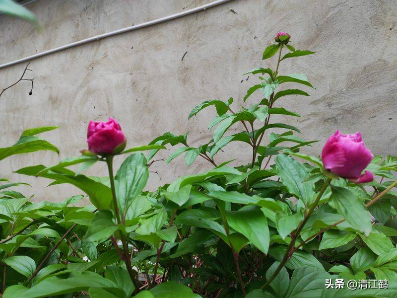 Methods and timing of pharmacological cultivation