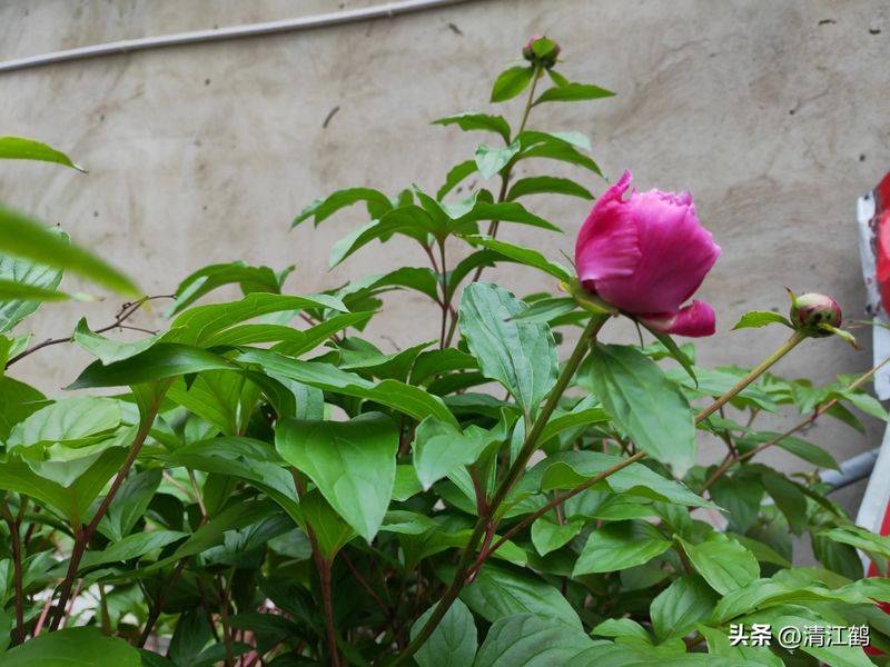 Methods and timing of pharmacological cultivation