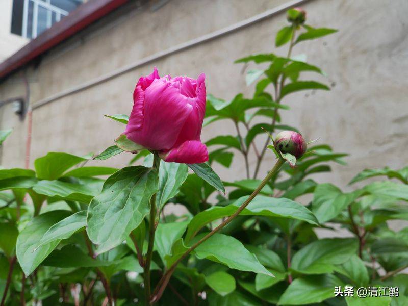 Methods and timing of pharmacological cultivation