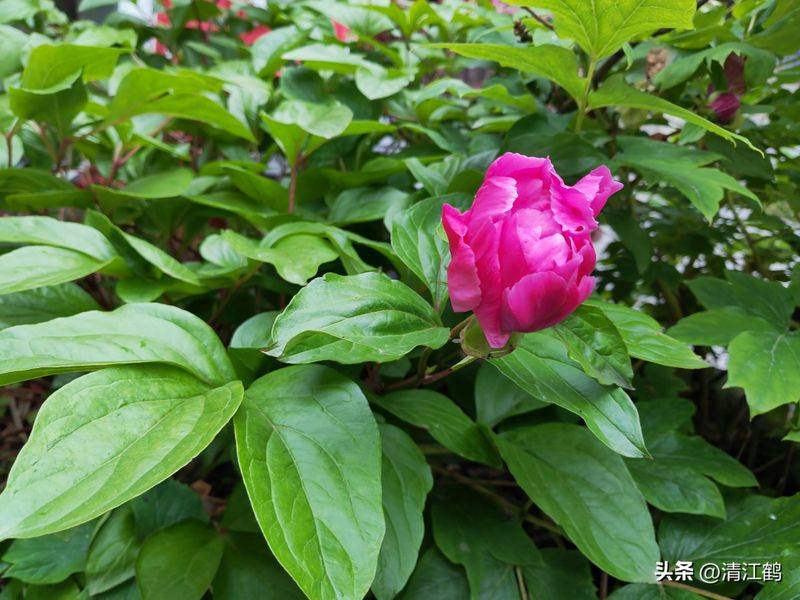 Methods and timing of pharmacological cultivation