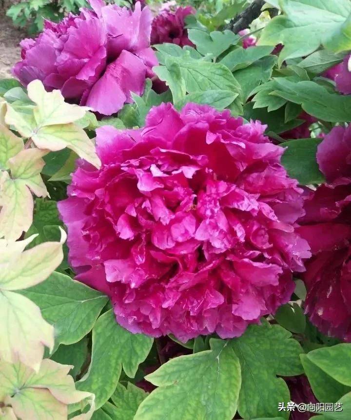 Methods and timing of pharmacological cultivation