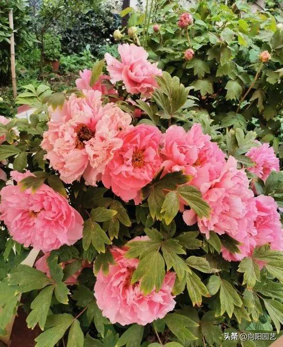 Methods and timing of pharmacological cultivation