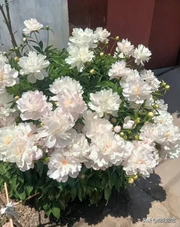 Methods and timing of pharmacological cultivation