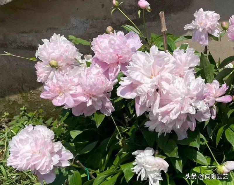 Methods and timing of pharmacological cultivation