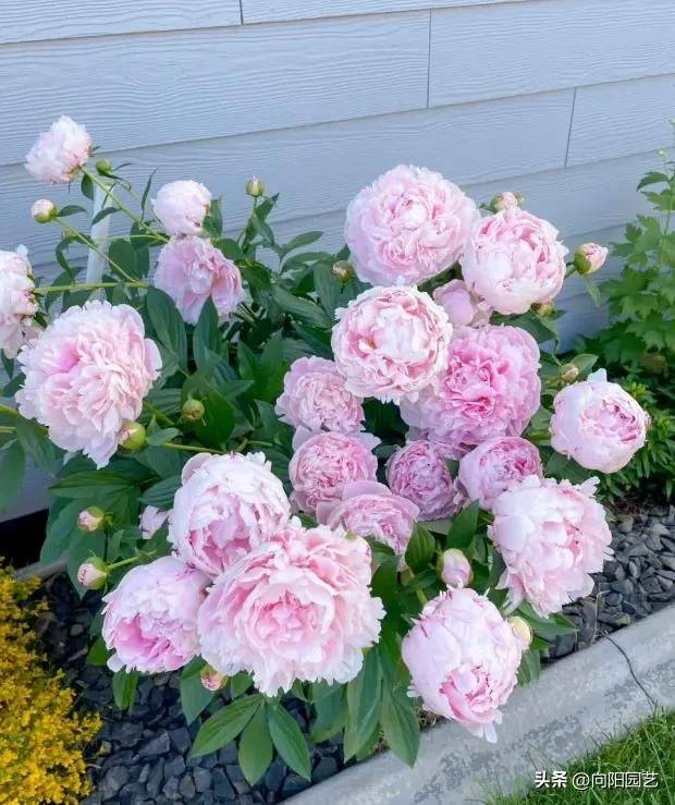 Methods and timing of pharmacological cultivation