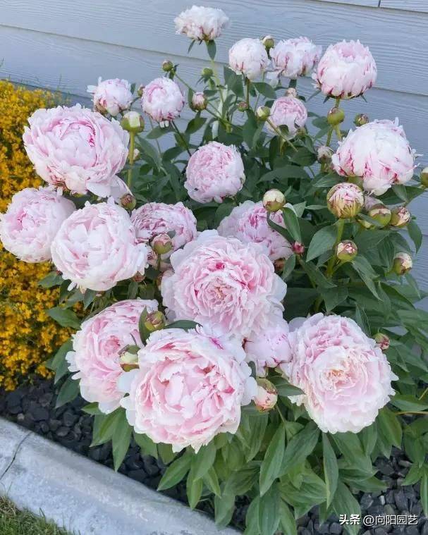 Methods and timing of pharmacological cultivation