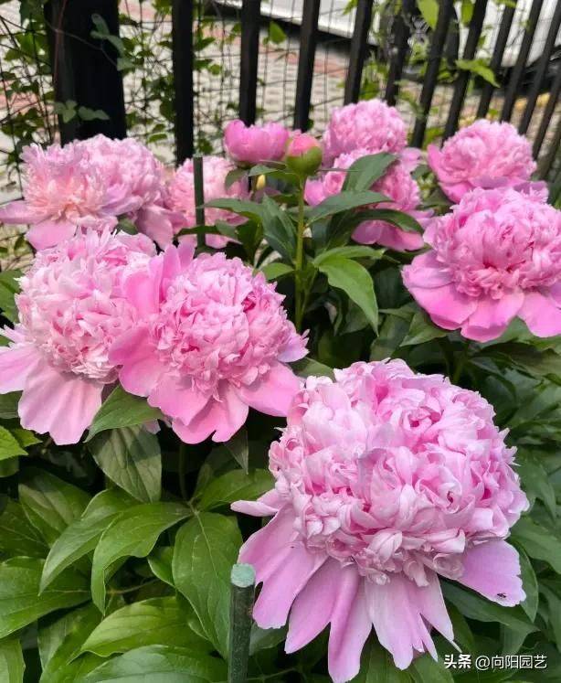 Methods and timing of pharmacological cultivation