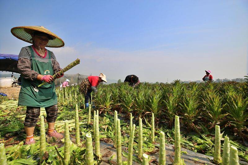 A video of the technology of the big shed
