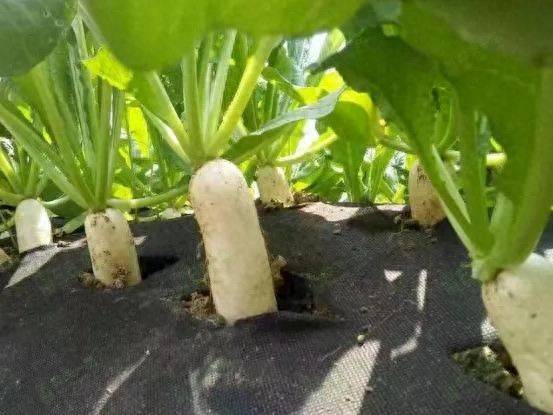 The method of planting four seasons of beans