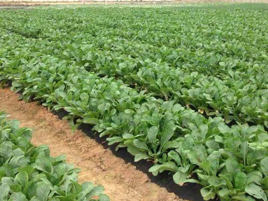 The method of planting four seasons of beans