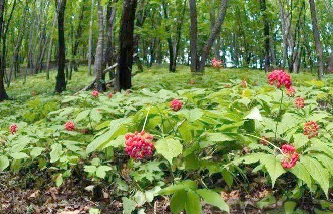 Dry-growing techniques