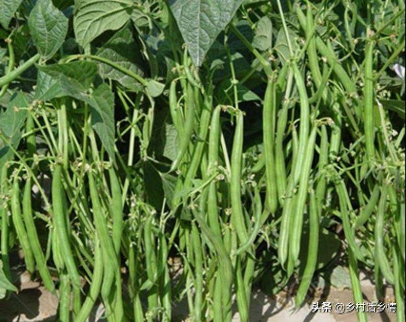 The method of planting four seasons of beans