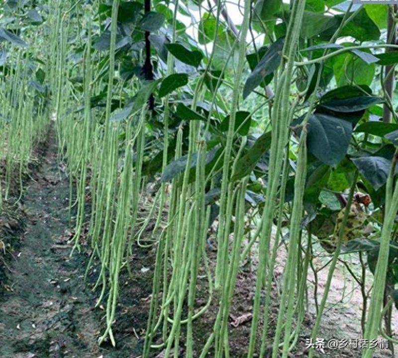 The method of planting four seasons of beans