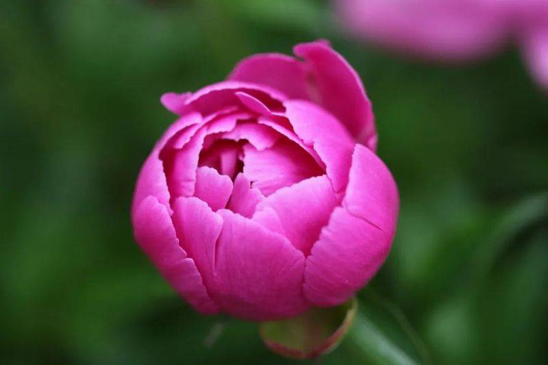 Methods and timing of pharmacological cultivation