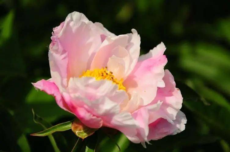 Methods and timing of pharmacological cultivation