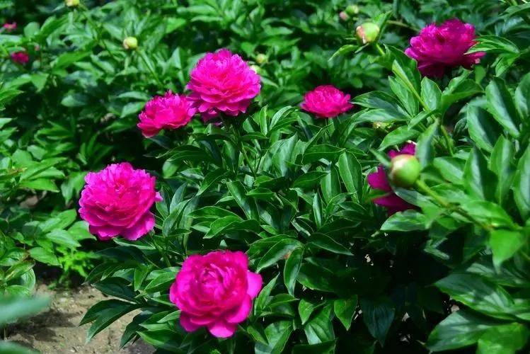 Methods and timing of pharmacological cultivation