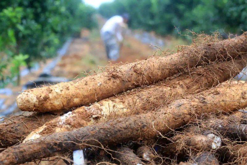 天麻何时播种？揭秘天麻种植的最佳时机与秘诀！