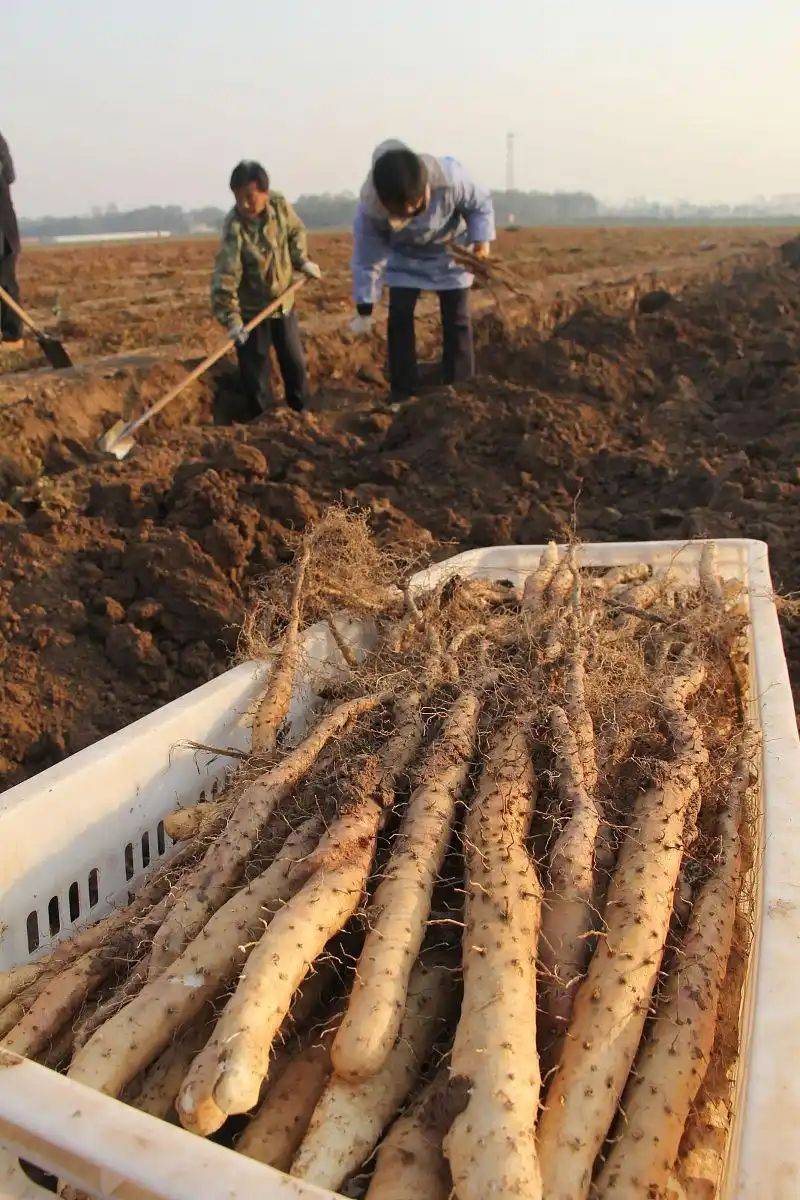 The method of growing tianima