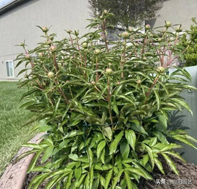 Methods and timing of pharmacological cultivation