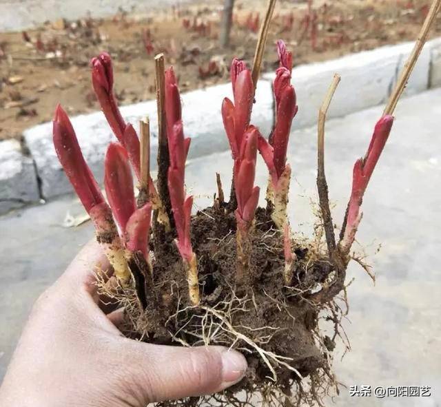 Methods and timing of pharmacological cultivation