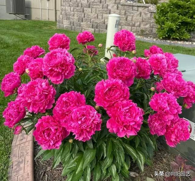 Methods and timing of pharmacological cultivation