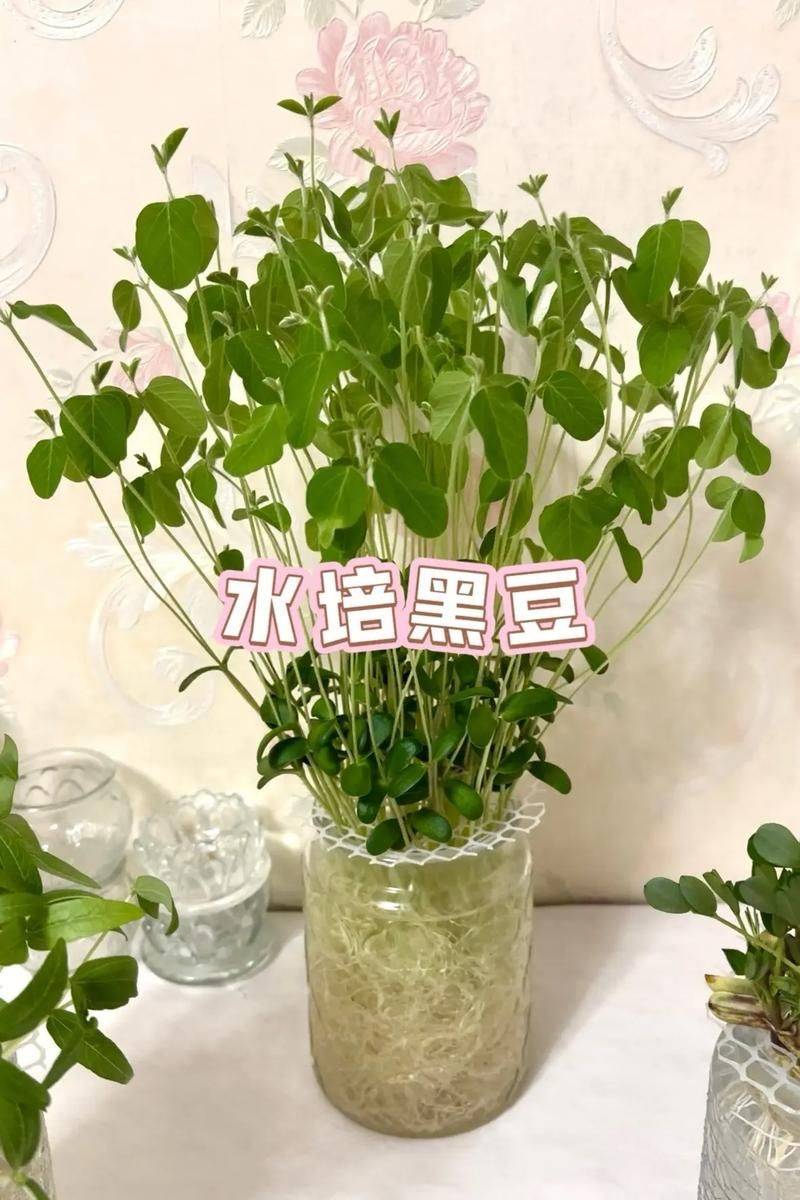 How to grow sprouts in summer