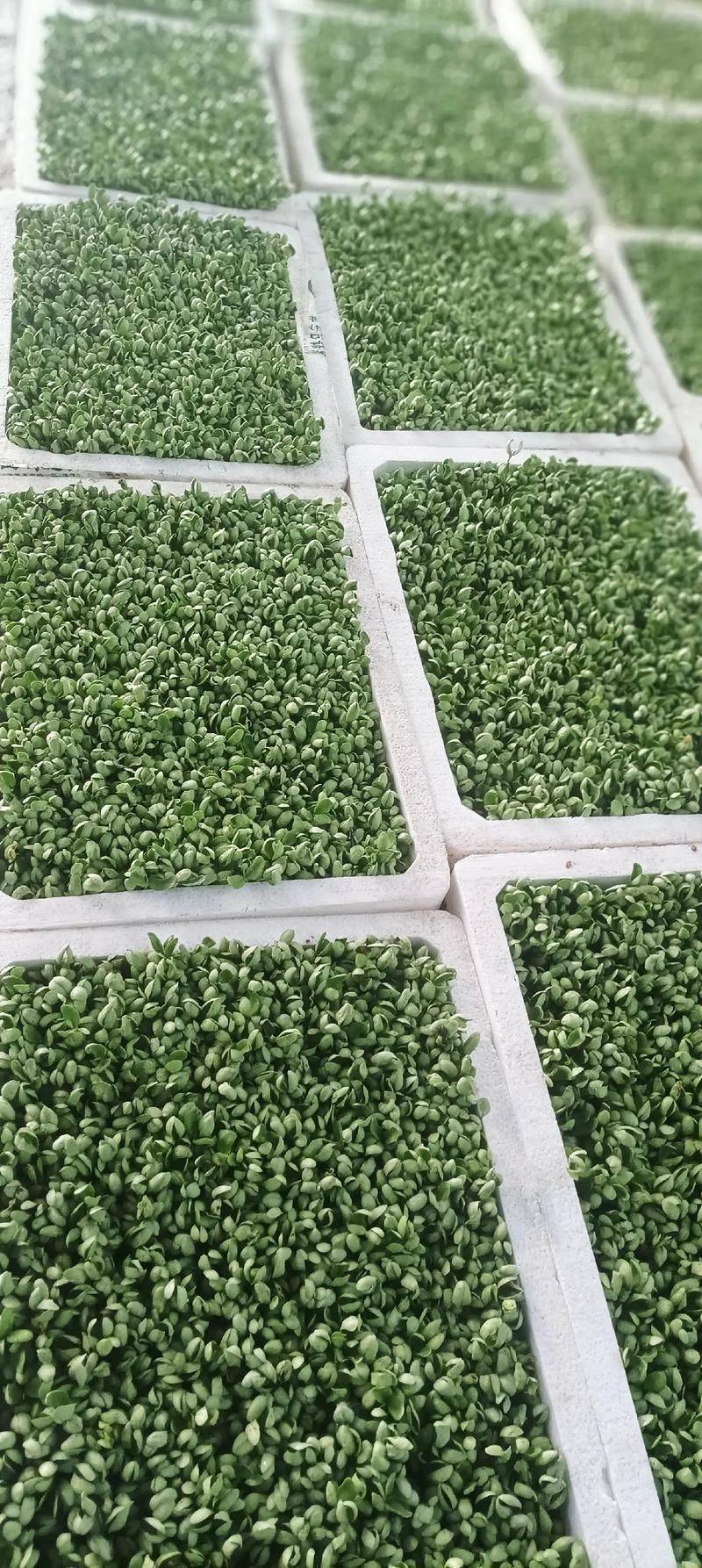 How to grow sprouts in summer