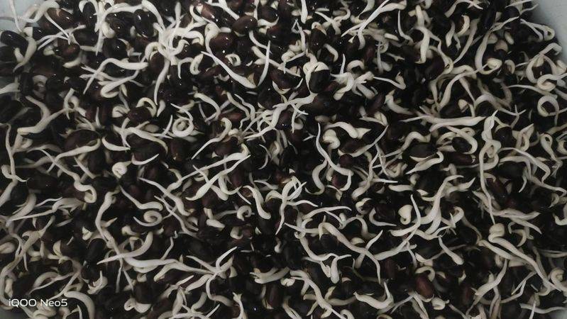 How to grow sprouts in summer