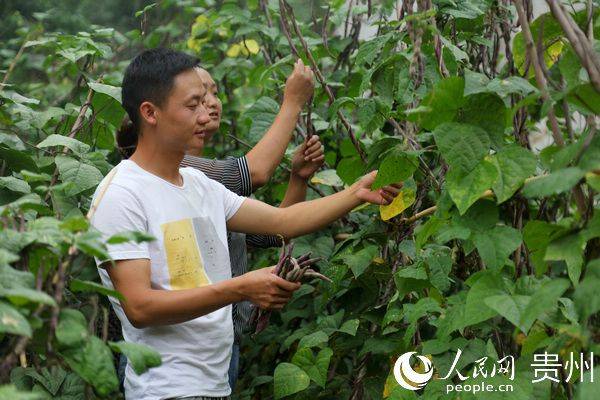 The method of planting four seasons of beans