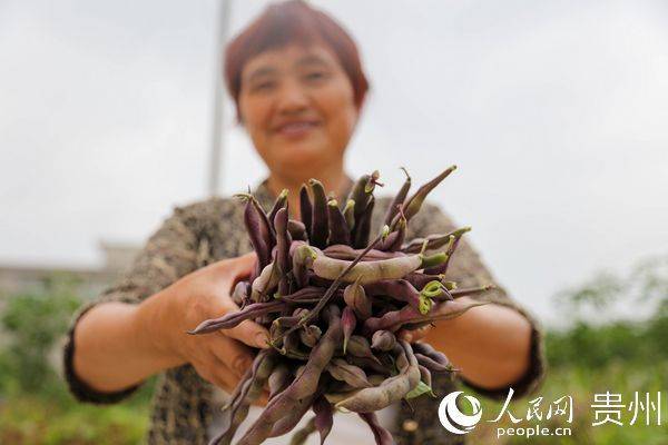 The method of planting four seasons of beans