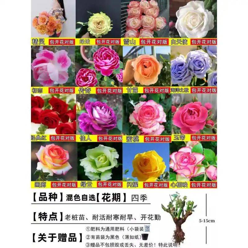 How to plant perfume roses