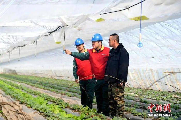 Cucumber cultivation techniques