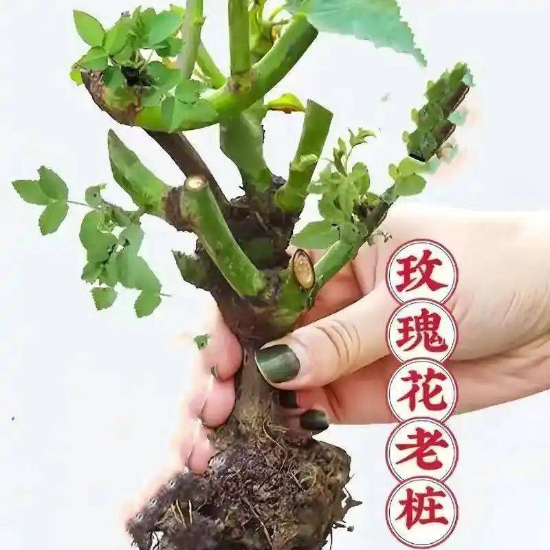 How to plant perfume roses