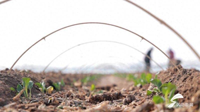 Plantation techniques