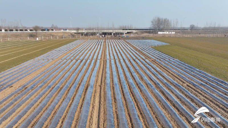 Plantation techniques