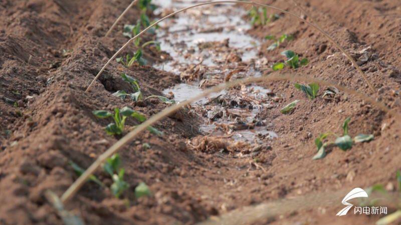 Plantation techniques