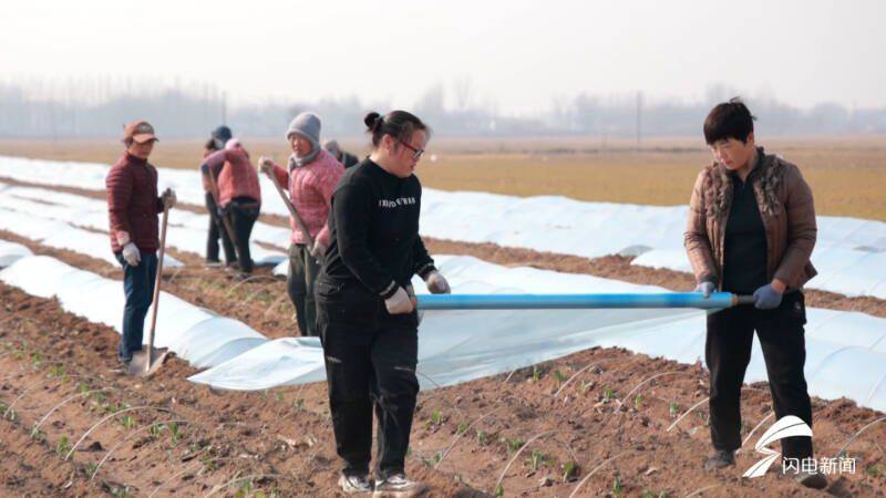 Plantation techniques