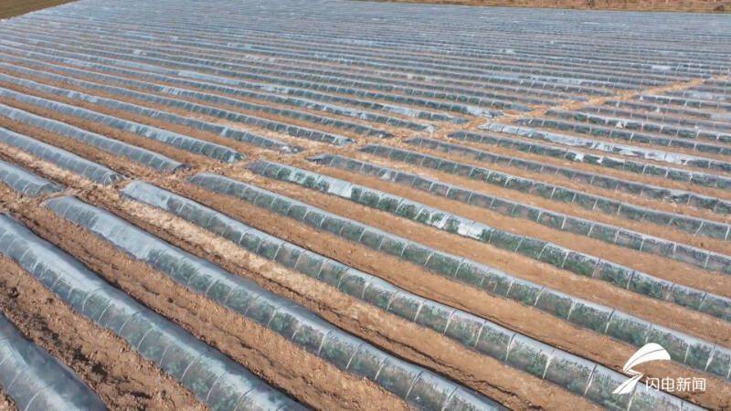 Plantation techniques