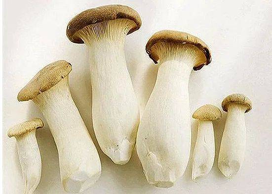 The technique of growing chicken-legged mushrooms